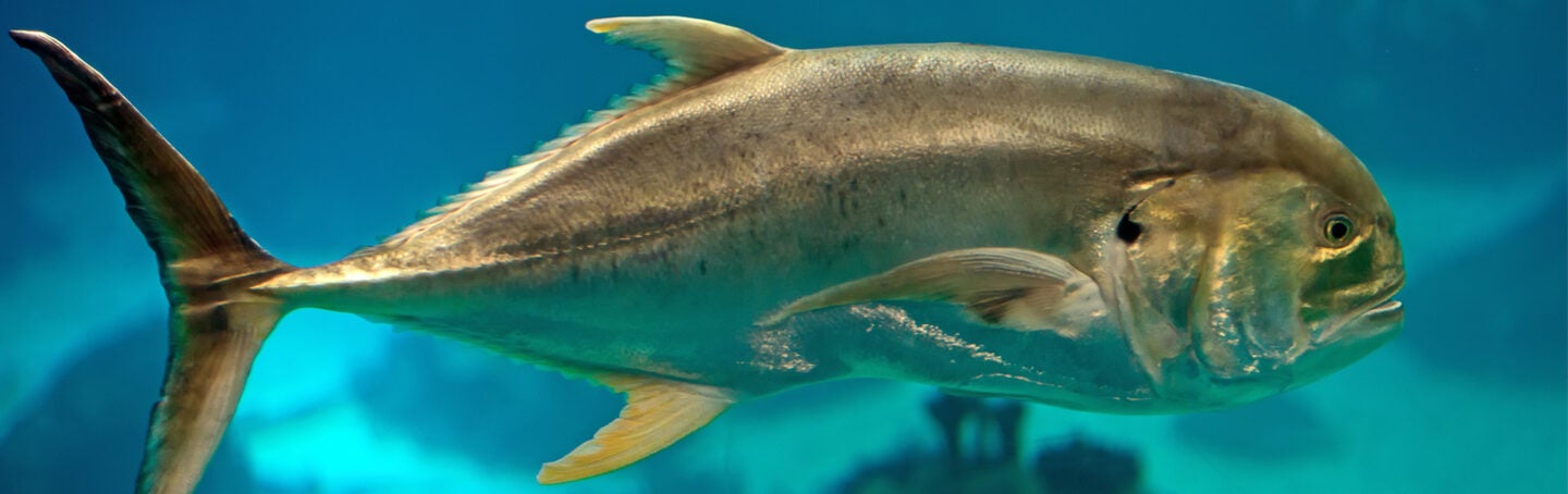Crevalle Jack