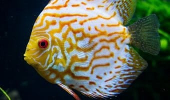 discus