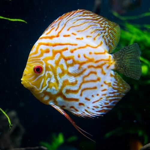 Discus Aquarium