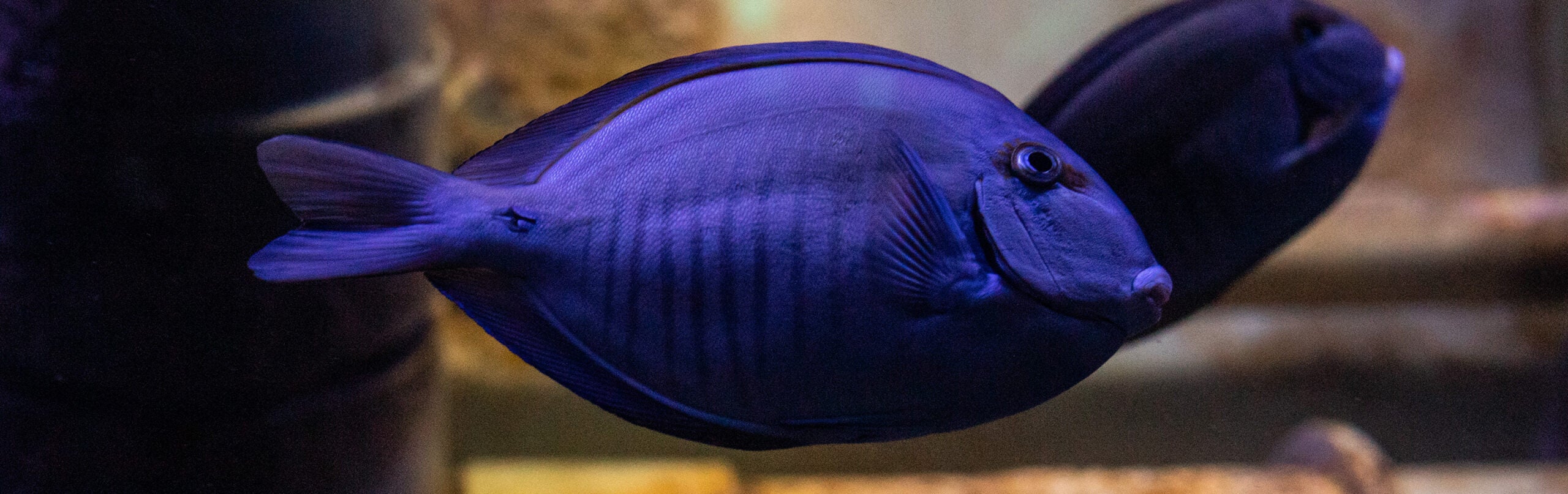 Doctorfish