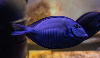 Doctorfish 1