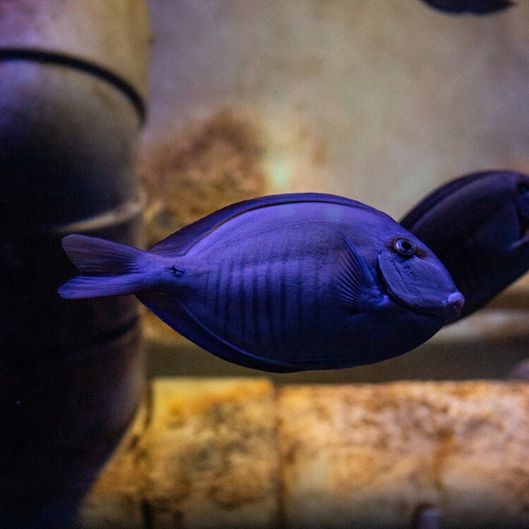 Powder Blue Tang, Online Learning Center