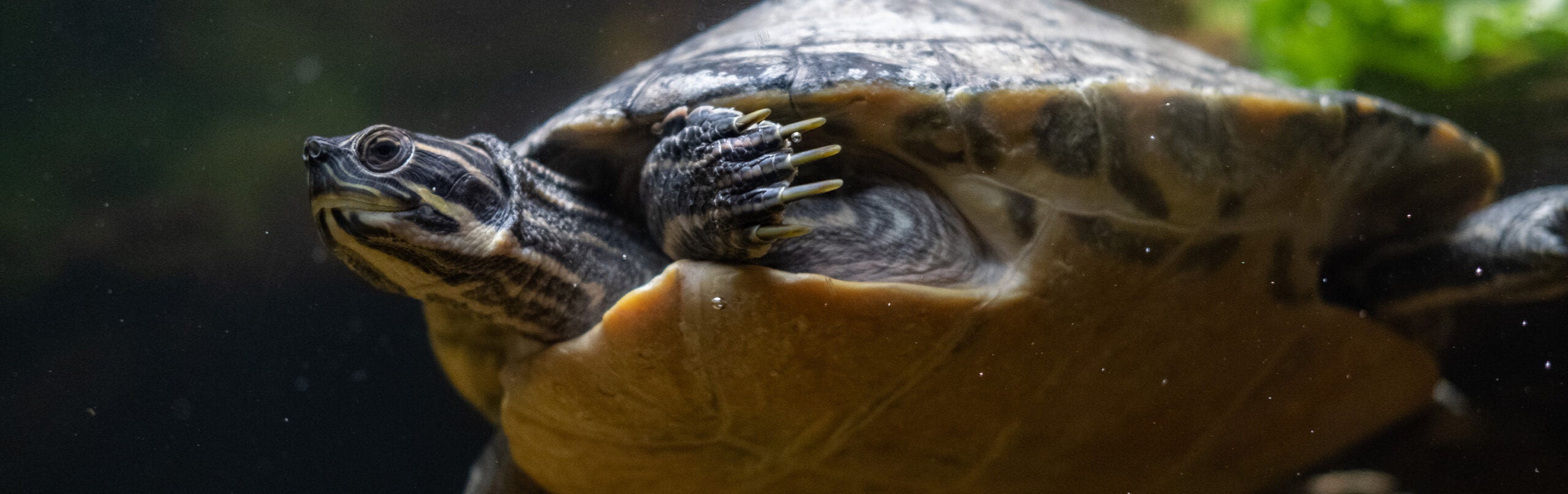 Eastern River Cooter