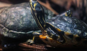 Eastern River Cooter 1