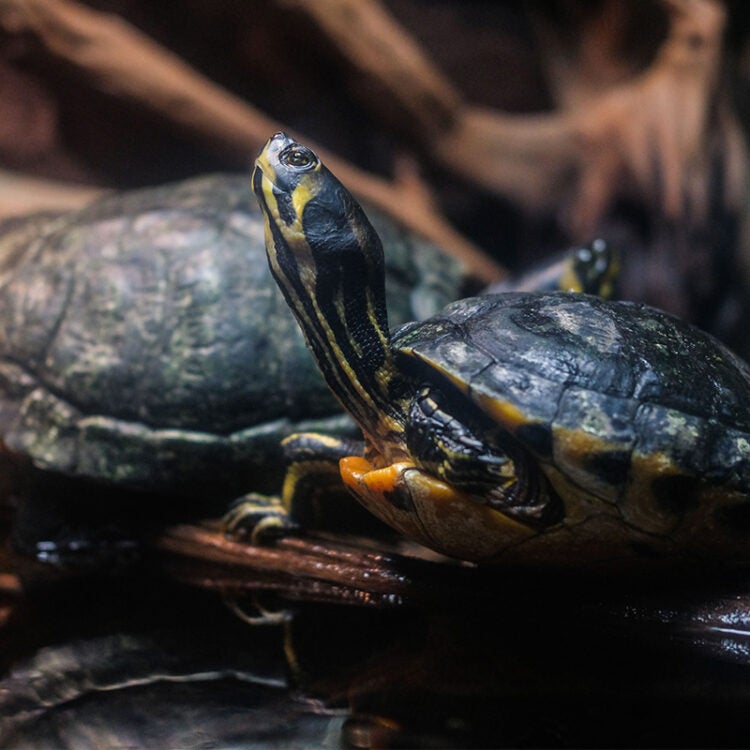 Eastern River Cooter 1