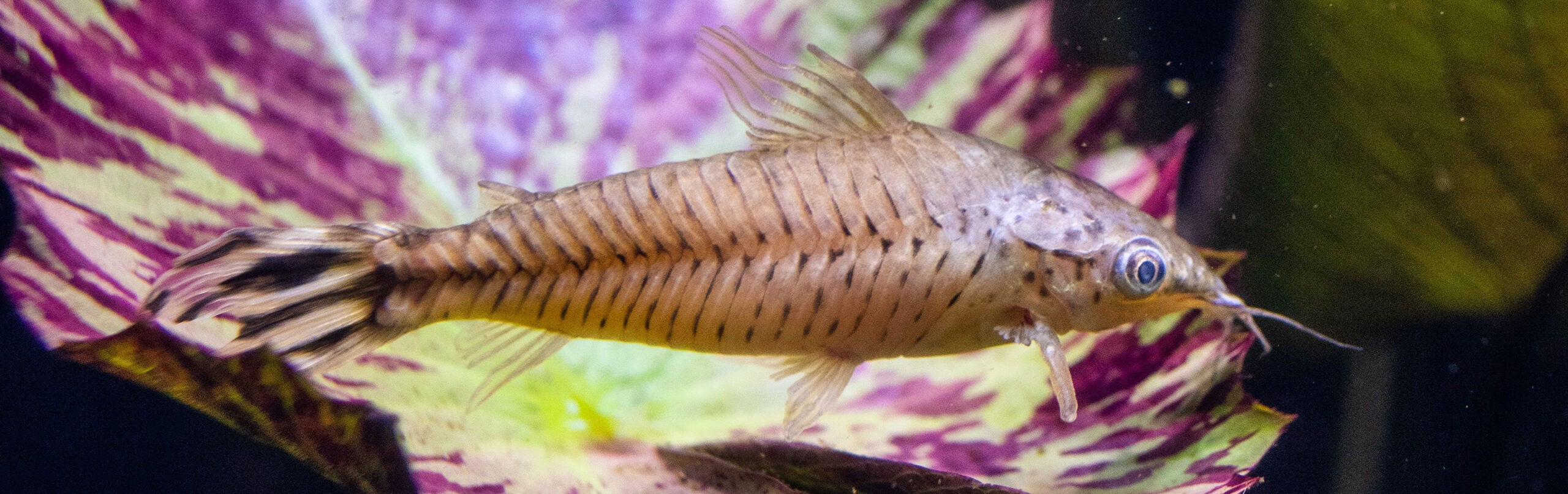 Flagtail Catfish