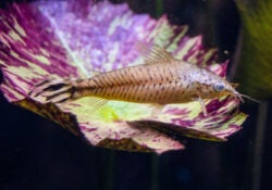 Flagtail Catfish 1