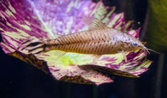 Flagtail Catfish 1
