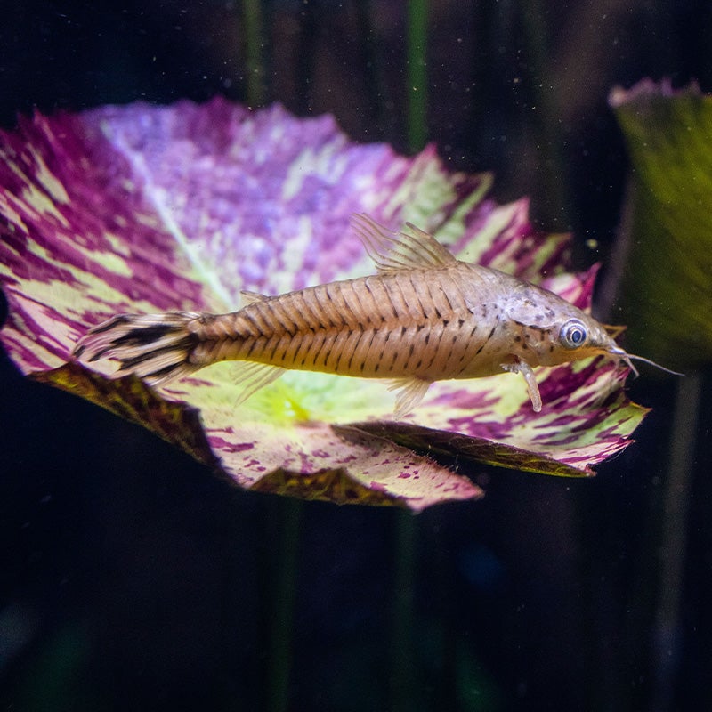 Flagtail Catfish Aquarium