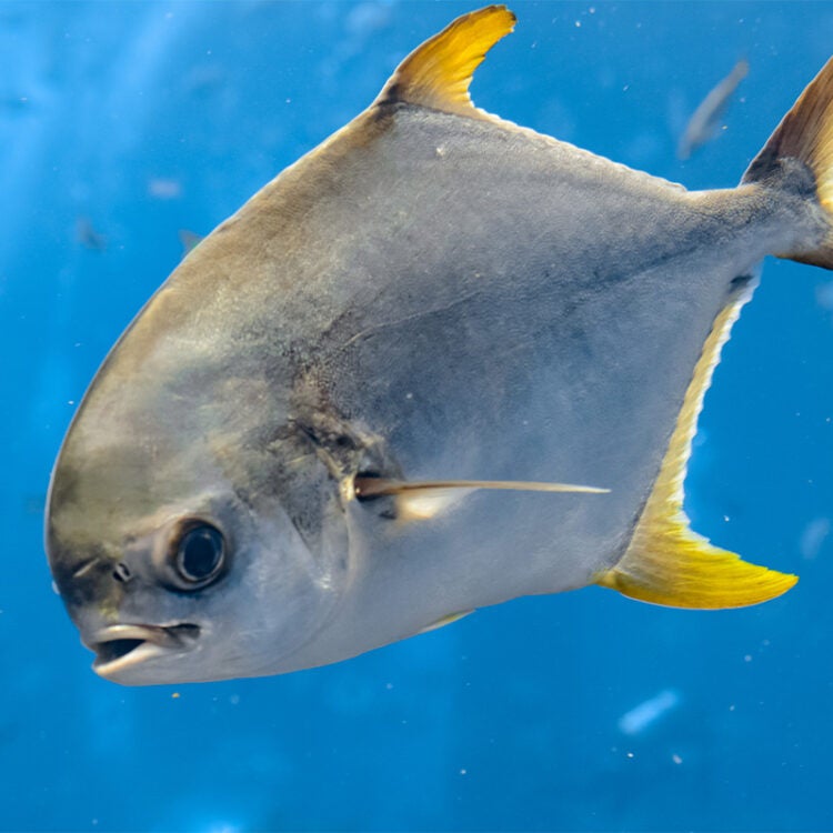 Florida Pompano