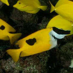 foxface-rabbitfish