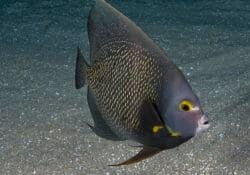 french-angelfish