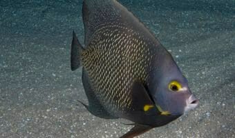 french-angelfish