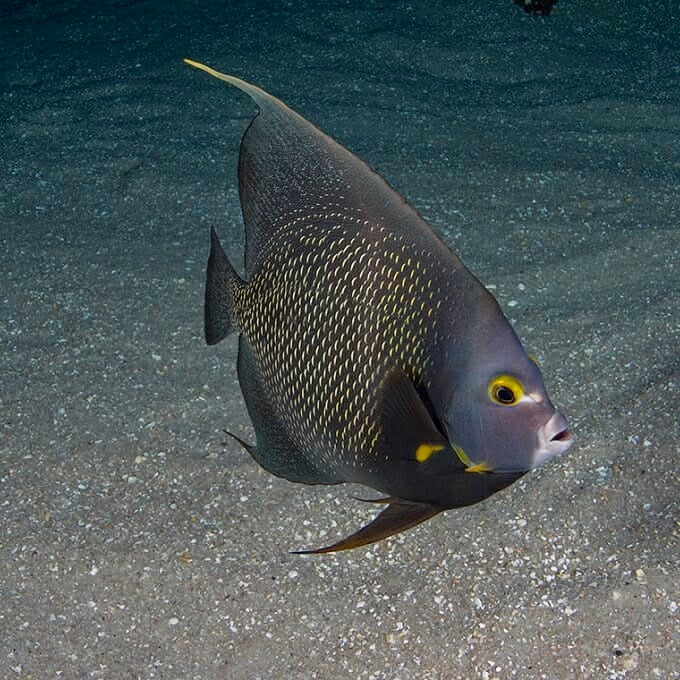 french-angelfish