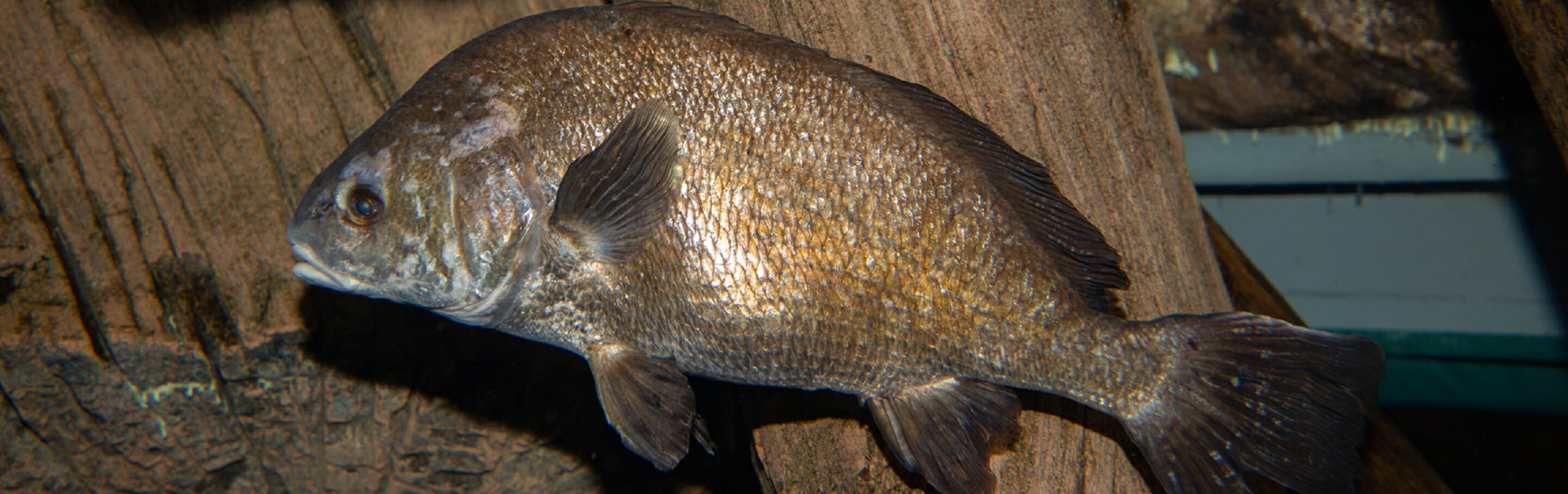 freshwater-drum