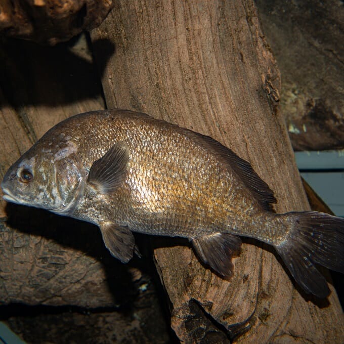 freshwater-drum