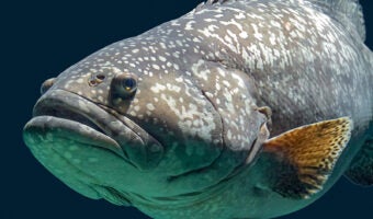 Giant Grouper 1