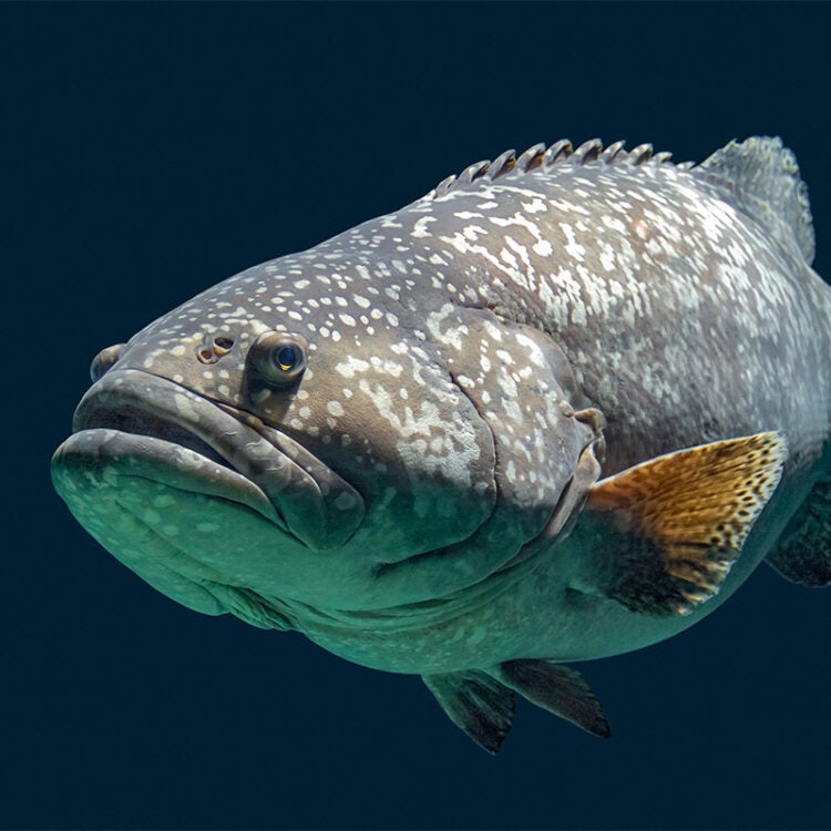 giant grouper fish