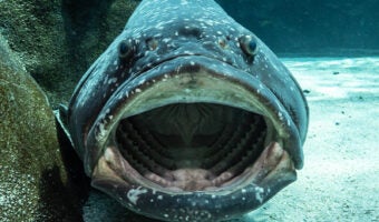 Giant Grouper 2