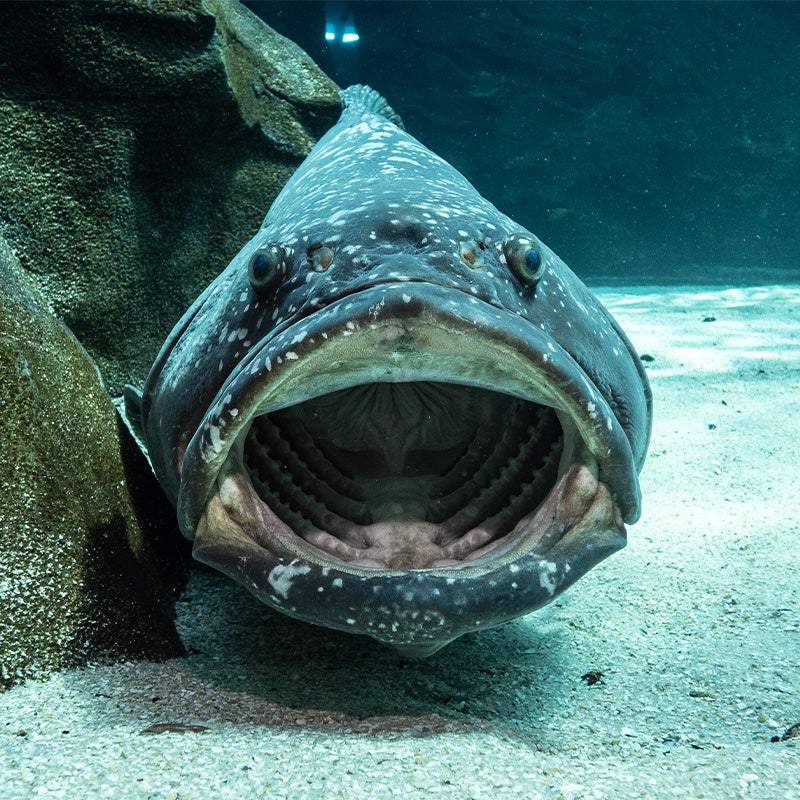 Giant grouper discount