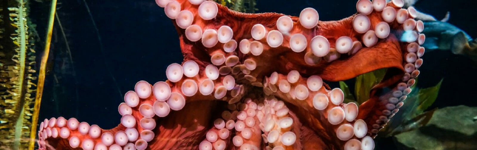 Giant Pacific Octopus Aquarium
