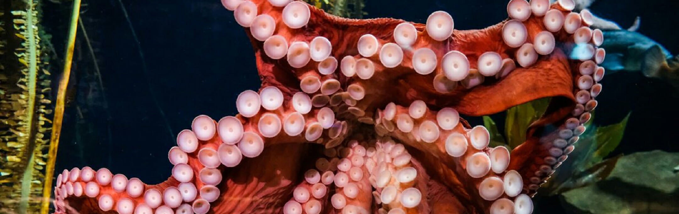 giant-pacific-octopus