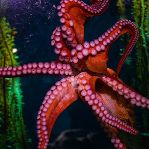 giant-pacific-octopus