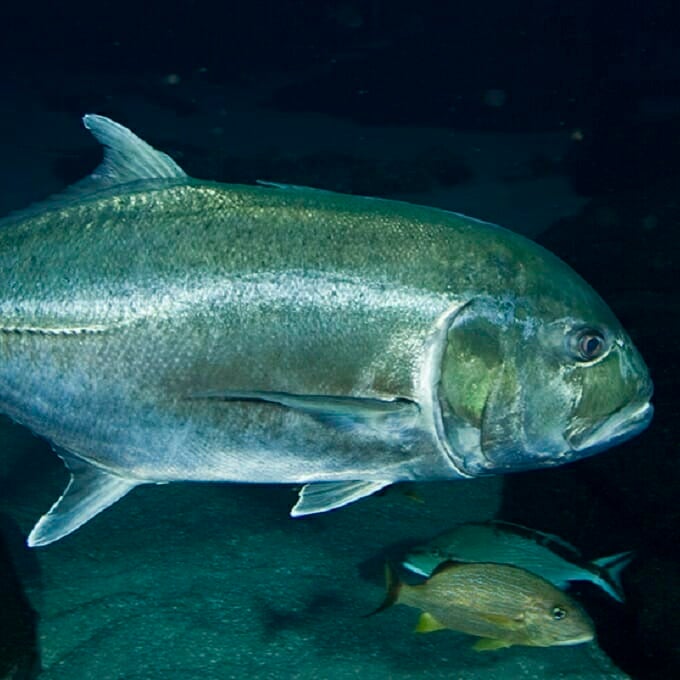 Ocean Voyager Live cam Aquarium See Whale Sharks