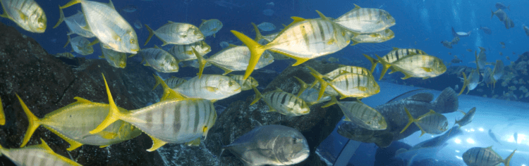 Golden Trevally