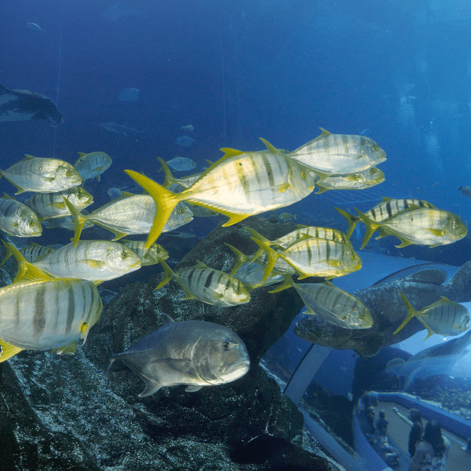 Golden Trevally 1