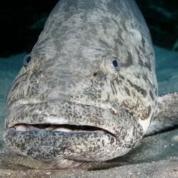 goliath-grouper