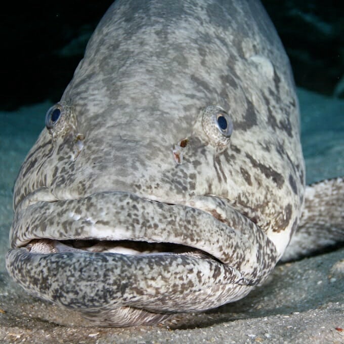 giant grouper fish