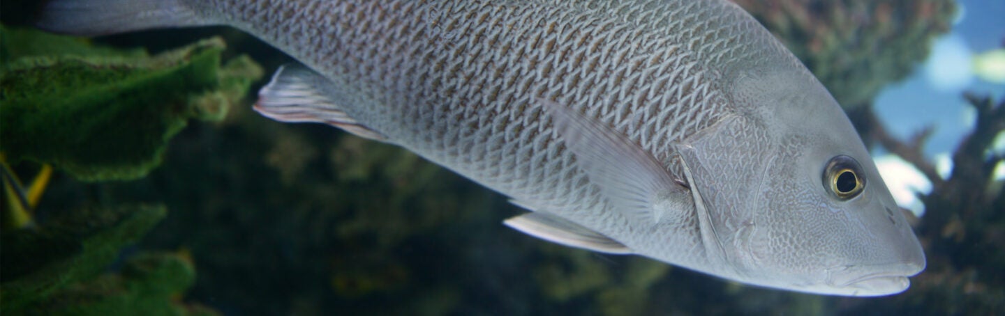 Gray Snapper