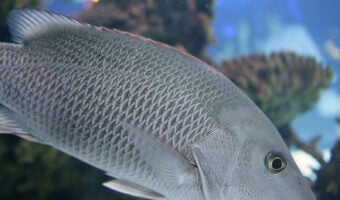 Gray Snapper 3
