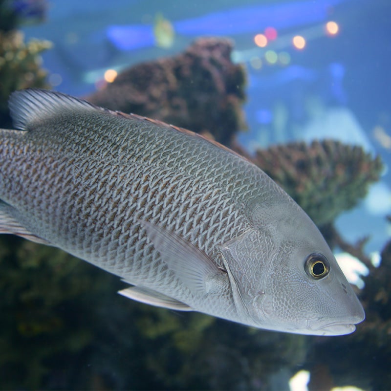 Gray Snapper Georgia Aquarium