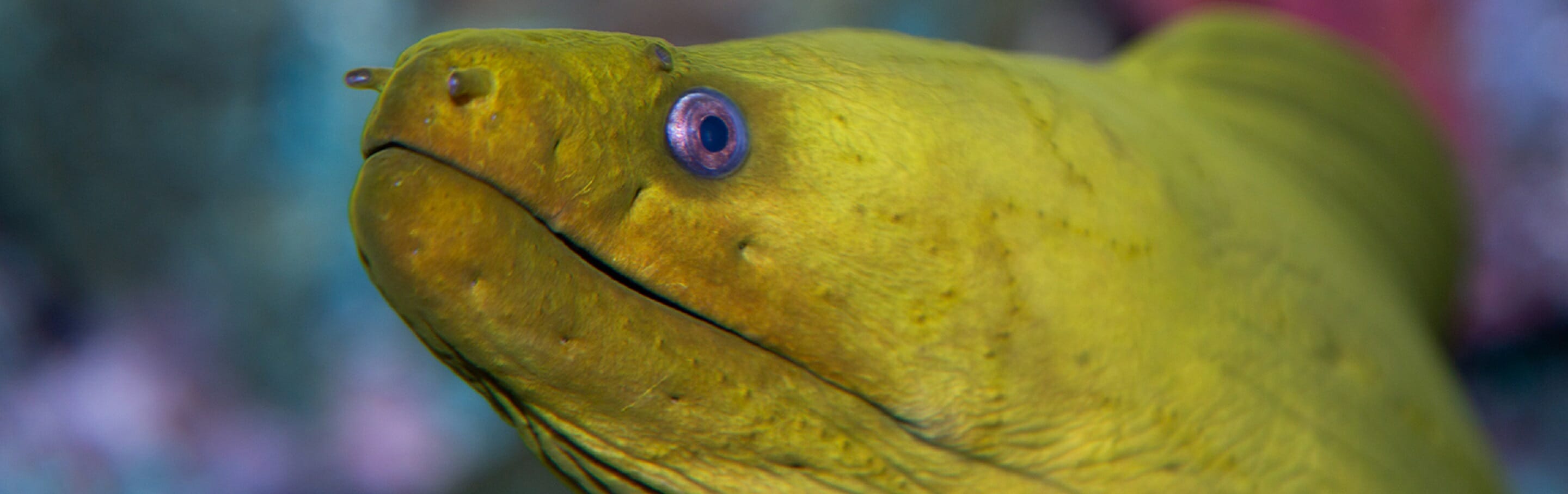 green-moray-eel