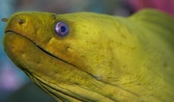green-moray-eel