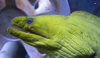 Green Moray Eel