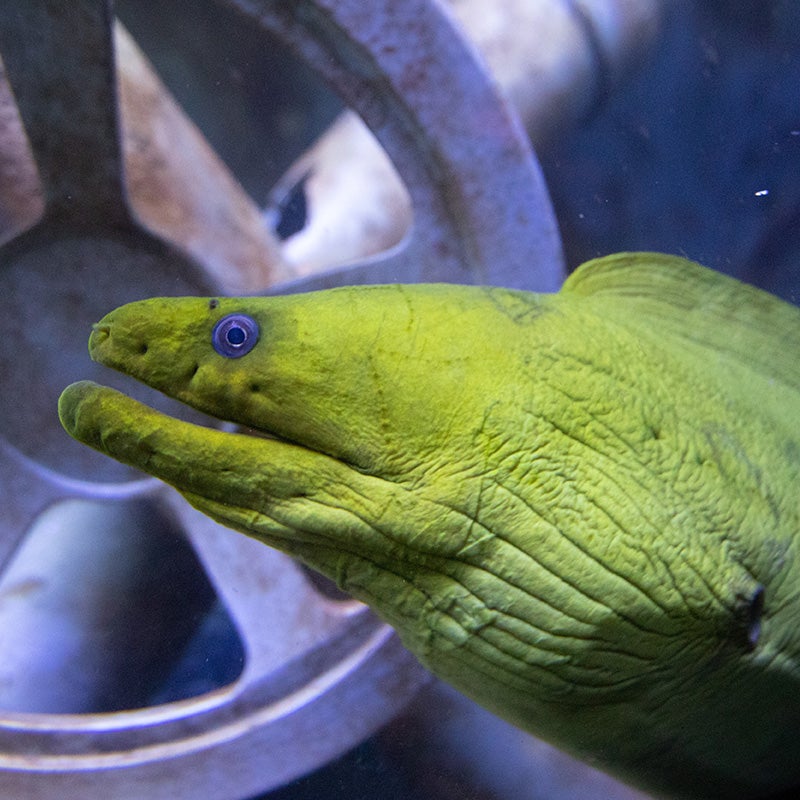 Green Moray Eel - Georgia Aquarium