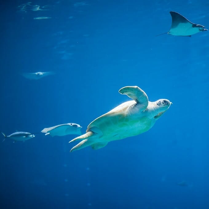 Green Sea Turtle