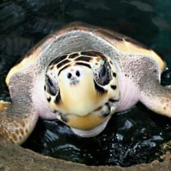 green-sea-turtle