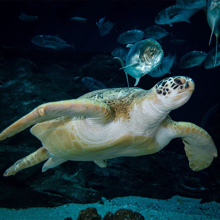 kritiker alien provokere Green Sea Turtle - Georgia Aquarium