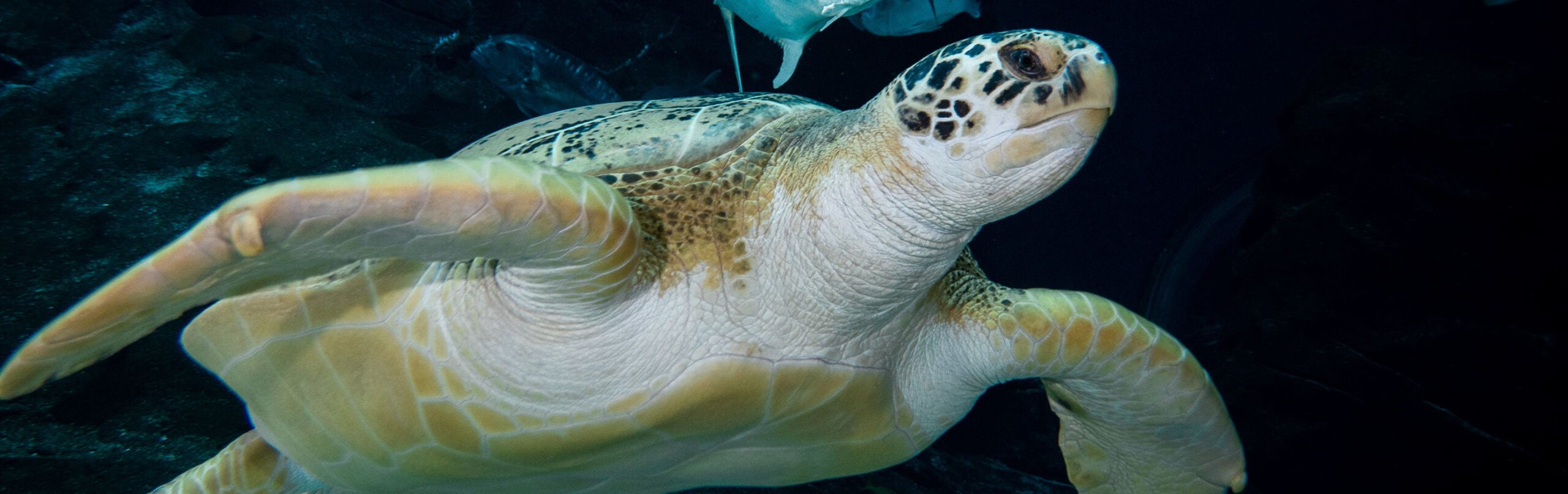 Green Sea Turtle - Georgia Aquarium