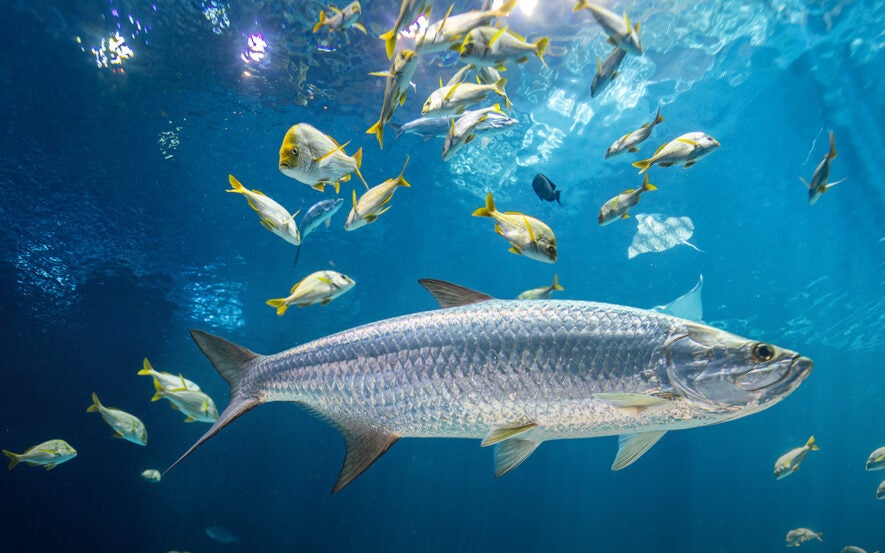 Group of fish with large silver fish in the center