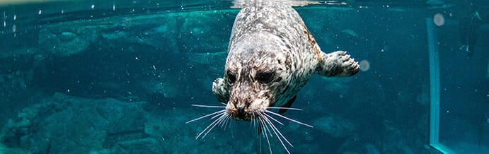 harbor-seal