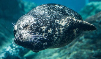 Harbor Seal