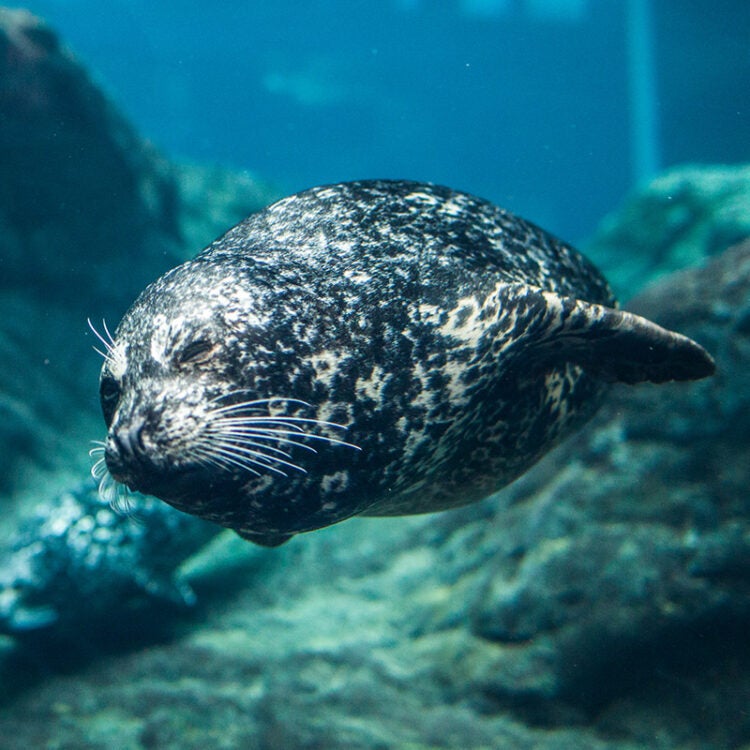 Harbor Seal - Georgia Aquarium