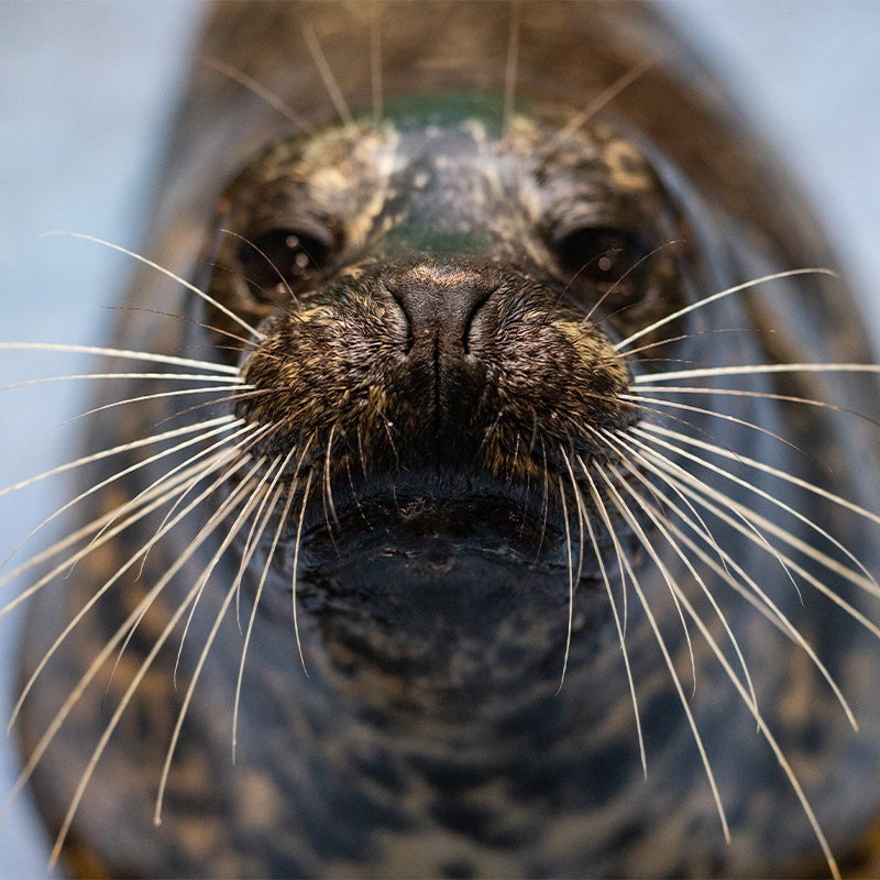 Harbor Seal 2