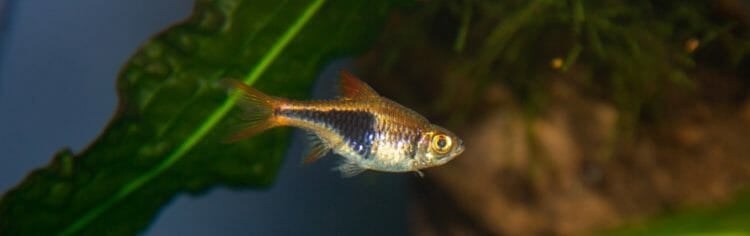 harlequin-rasbora