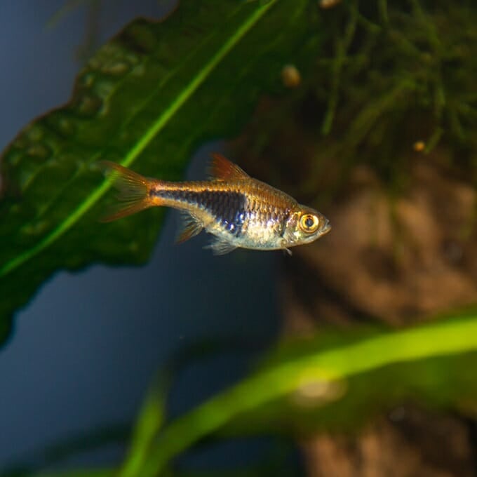 harlequin-rasbora